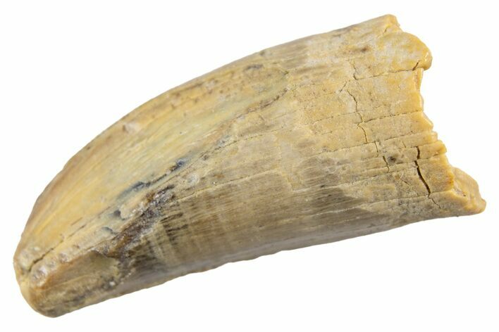 Partial Fossil Tyrannosaur Tooth - Montana #341114